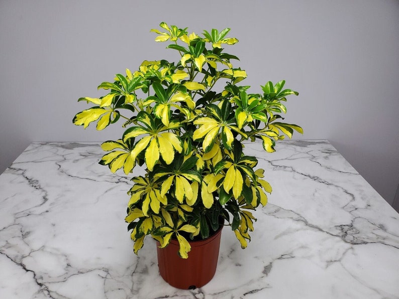 Arboricola Trinette Plant - 3 Gallon Live House Plant - Tropical Foliage - Schefflera Trinette - Easy Care Hedge Plant