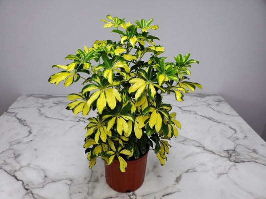 Arboricola Trinette Plant - 3 Gallon Live House Plant - Tropical Foliage - Schefflera Trinette - Easy Care Hedge Plant