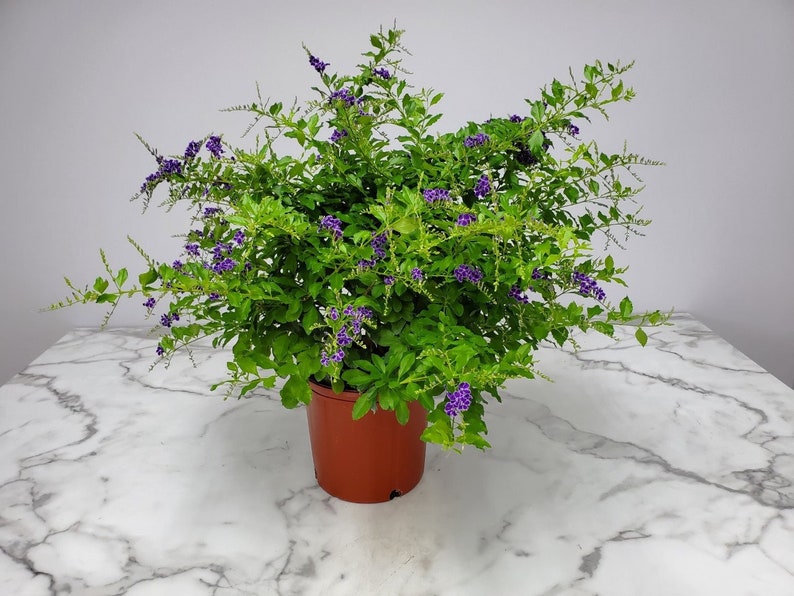 Duranta Plant Live 3 Gallon Sapphire Showers Bush - Flowering Tropical Shrub - Duranta erecta - Attracts Butterflies & Hummingbirds