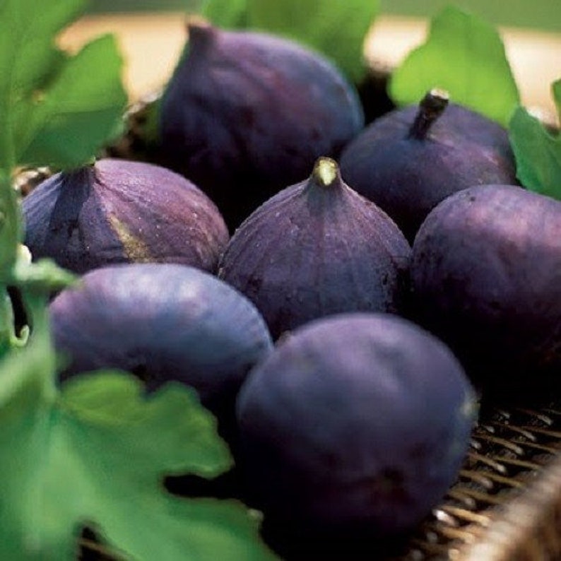 LSU Purple Fig Plant - Live Rooted Starter - Self-Pollinating - Ficus carica - Perfect for Pots - Zones 7-10 - Sweet Purple Fruit