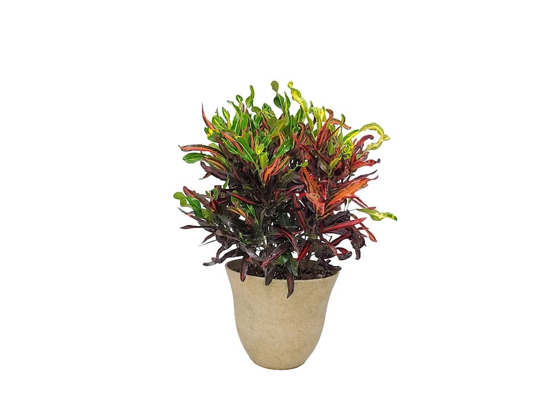 Croton Mammy Plant Kit with Pot & Soil - Tropical Foliage, Live Houseplant - Codiaeum variegatum
