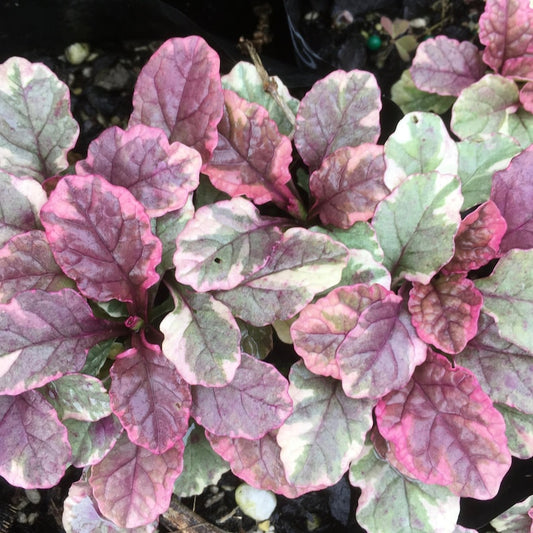 Ajuga 'Burgundy Glow' Starter Plant - Burgundy Groundcover - Shade Tolerant - Bugleweed - Live Plant in 2.5" Pot - Free Shipping