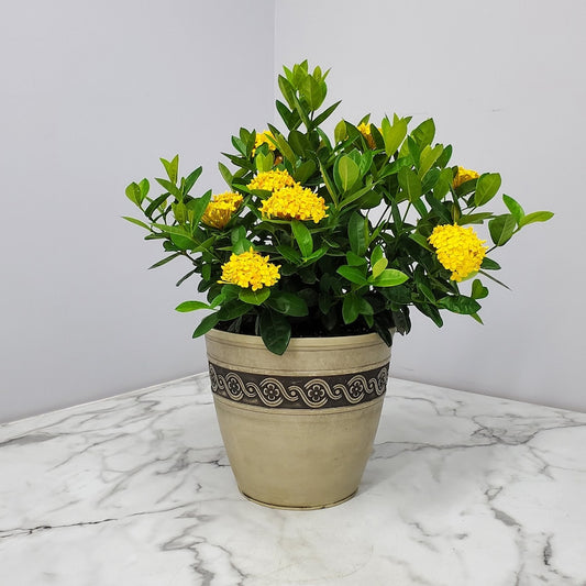 Yellow Maui Ixora Plant in Pot | Ixora Maui Yellow | Live Outdoor Potted Plant | Tropical Flowering Plant | Ixora coccinea