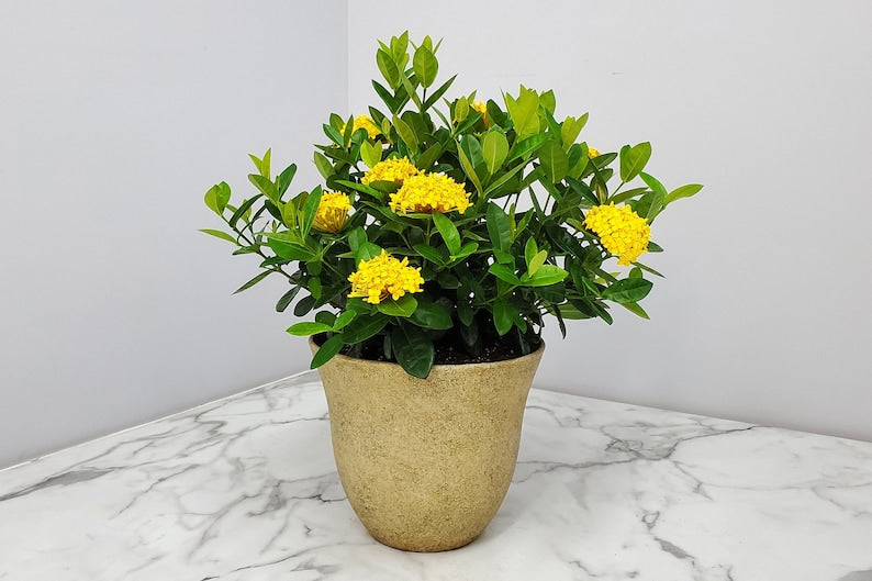 Ixora Maui Plant Kit - Yellow Flowering House Plant with Pot & Soil - Ixora coccinea - Indoor/Outdoor Garden Gift