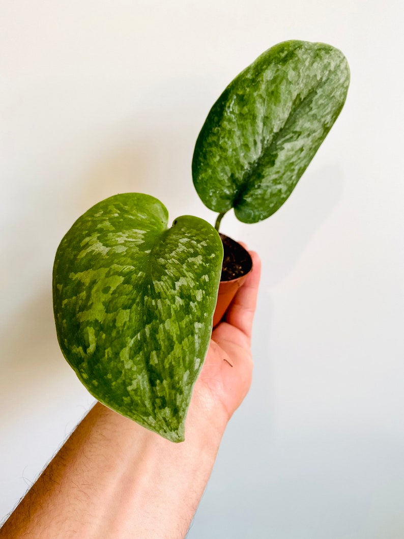 Silver Splash Scindapsus Starter Plant - 2” Rare Silver Satin Pothos