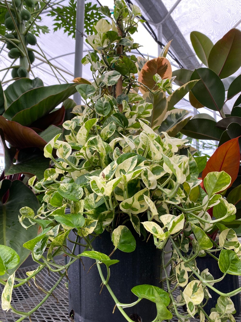 Pothos N'Joy Plant in Trellis - Variegated Devil’s Ivy with White, Green, and Gray Leaves - Epipremnum Aureum