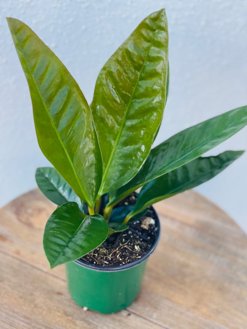 LIVE 4 Inch Pot Anthurium Superbum, Bird’s Nest Houseplant, Rare Indoor Plant, Unique Evergreen Foliage, Ideal Gift