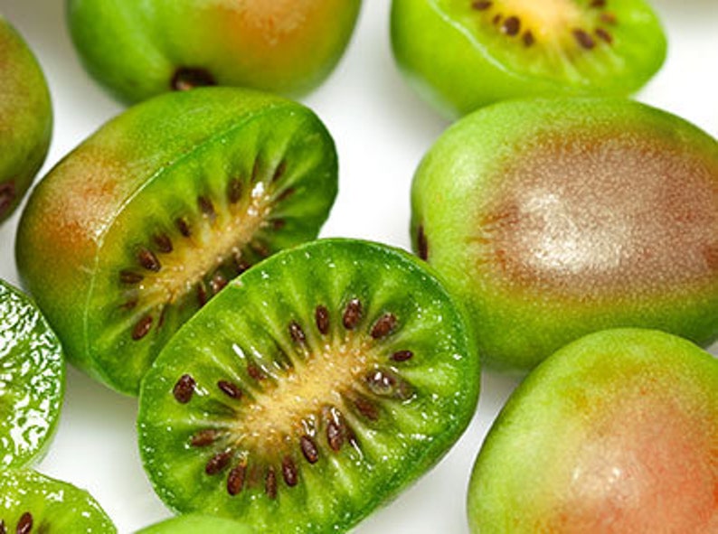 Prolific Kiwi Plant 4-5" Sweet Kiwi Live Starter Tree - Self-Fertile, Pesticide-Free, Non-GMO, Actinidia arguta