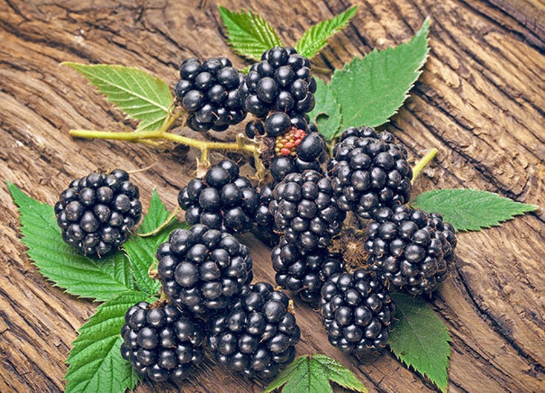 Navaho Thornless Blackberry Live Starter Plant 4-6 inch - Pesticide Free, Non-GMO, Rubus fruticosus