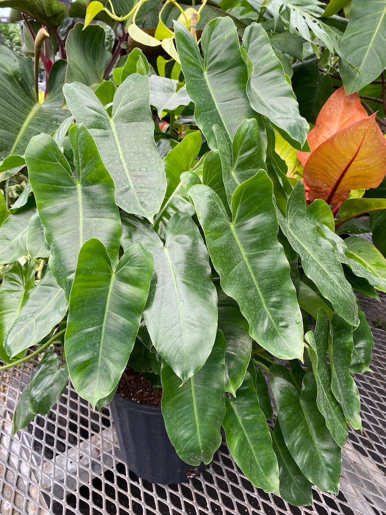 Philodendron Burle Marx Live Climbing Plant Vine - Heart-Shaped Leaves, Easy Care Indoor Houseplant, Philodendron spp.
