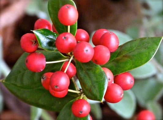 Yaupon Holly Live Starter Tree 1ft Ilex Vomitoria Pesticide-Free Evergreen Shrub for Hedges & Wildlife Habitat