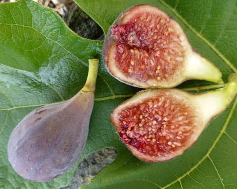 Celeste Fig Starter Plant 6-8 Inch Sweet Sugar Fig Tree Ficus carica 'Celestial' Non-GMO Pesticide Free