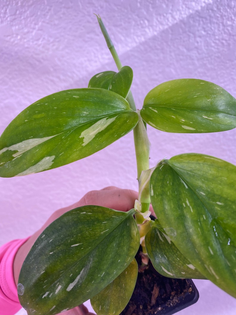 Well Rooted Philodendron Standleyana Albo - Variegated Tropical Houseplant (Philodendron standleyana 'Albo Variegata')