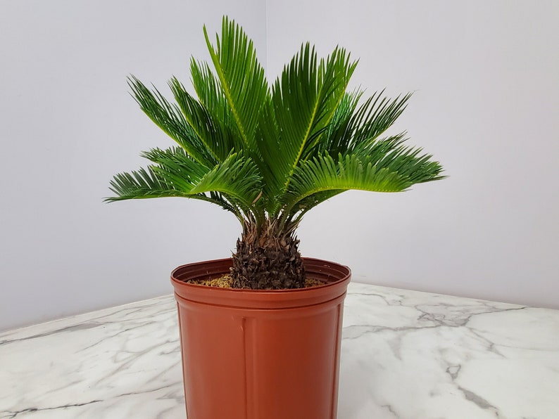 Sago Palm Tree Plant - 3 Gallon - Cycas Revoluta - Live Exotic Indoor/Outdoor Plant - Drought Tolerant - Free Shipping
