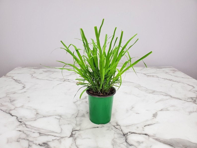 Lemongrass Plant Live - 1 Gallon Pot - Cymbopogon Citratus - Aromatic Herb for Cooking and Gardens