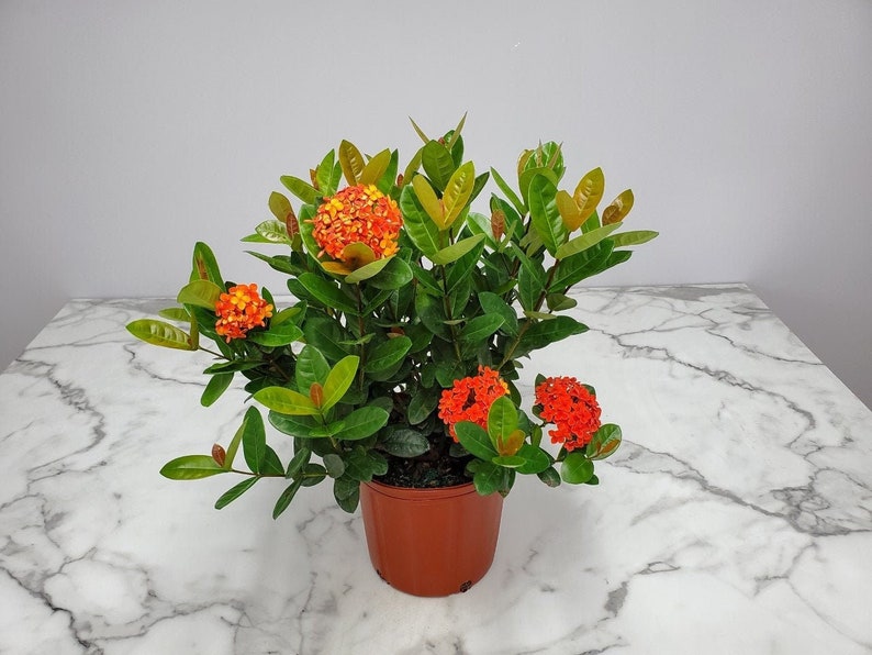 Ixora Plant Maui Red - Live Tropical Flowering Plant - 3 Gallon - Ixora coccinea - Attracts Hummingbirds & Butterflies