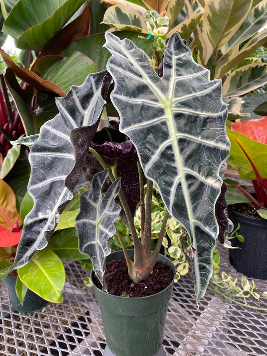 Alocasia Polly Plant | Live Indoor Tropical Air Purifier | Alocasia Amazonica | Green Leaves with White Veins
