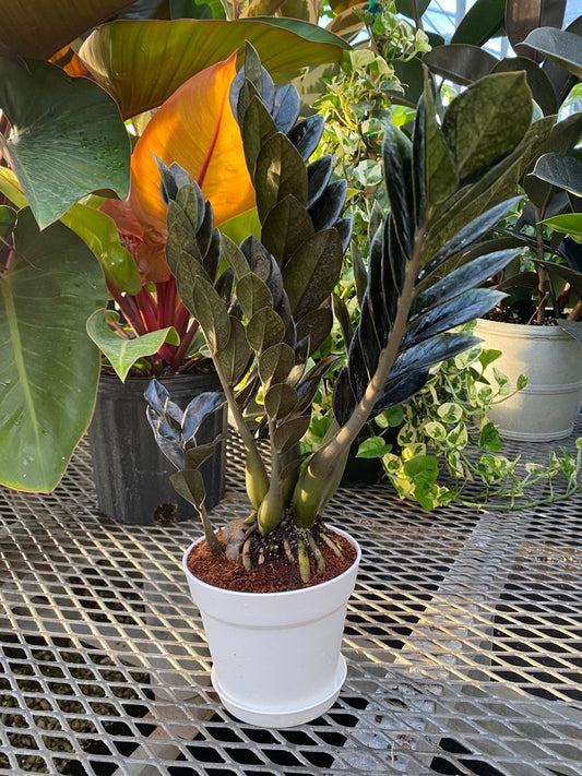 ZZ Plant Black Raven - Live Indoor Plant, Zamioculcas zamiifolia, Easy Care, Air Purifying Houseplant