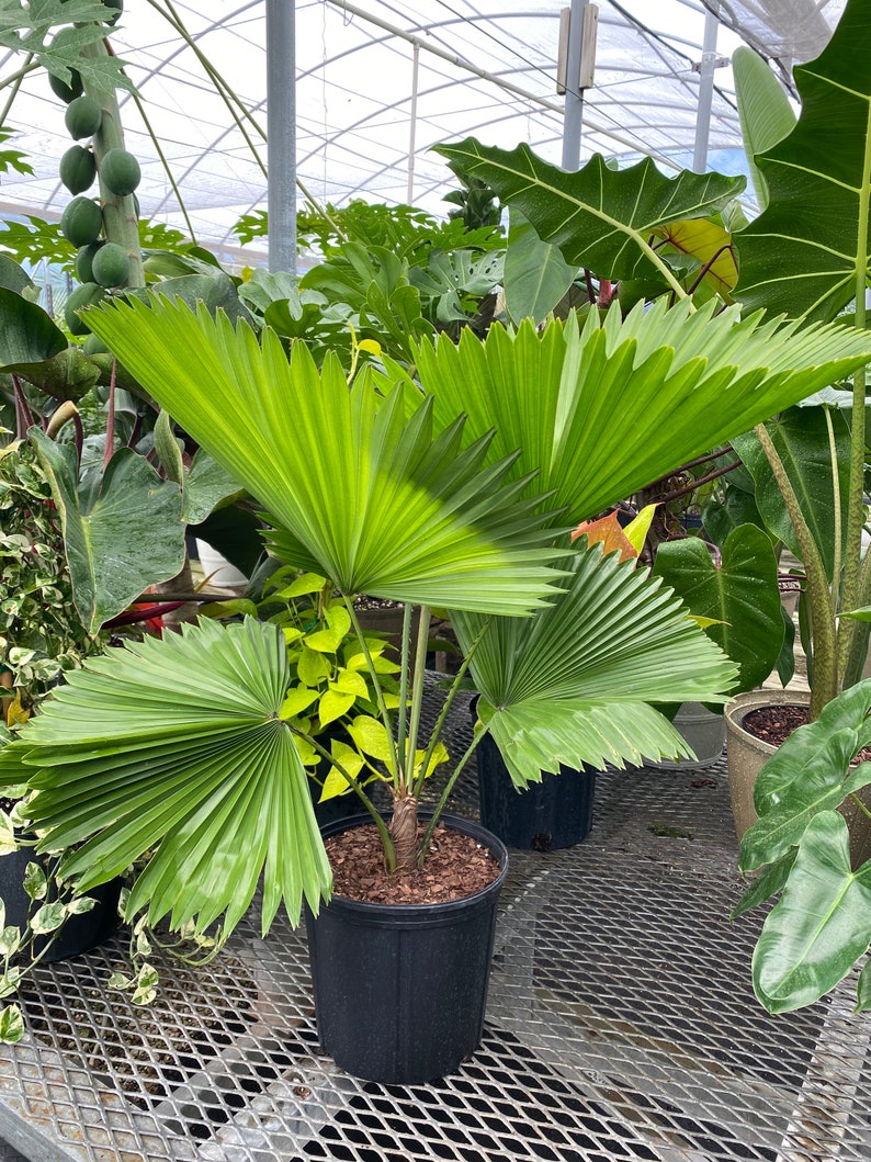 Licuala Palm Plant, 2gal Pot, Hardy Indoor Houseplant, Licuala Grandis, Non-Toxic, Pet-Friendly, Decorative Fronds