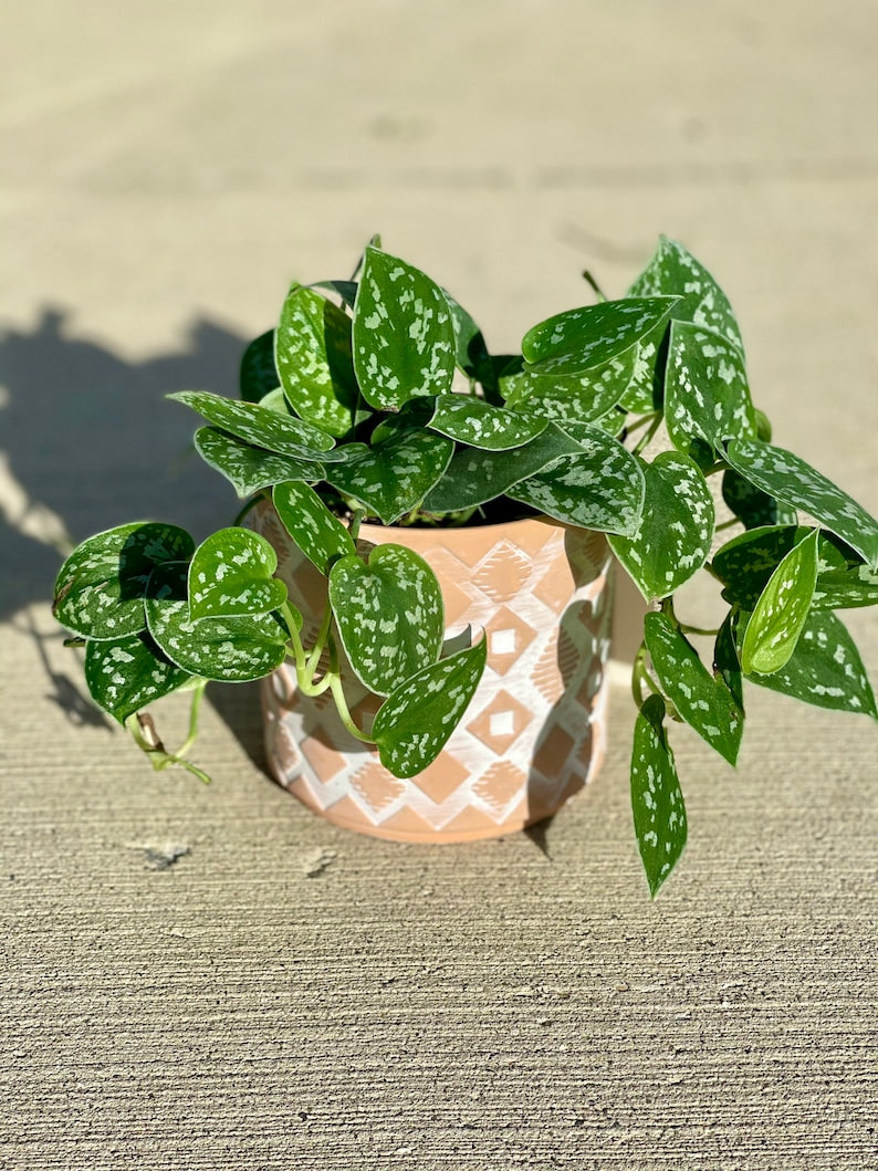 Silver Pothos Plant - RARE Silver Satin - Easy Care Indoor Plant - Scindapsus with Beautiful Silver Leaf Spots - 2" or 4" Pot