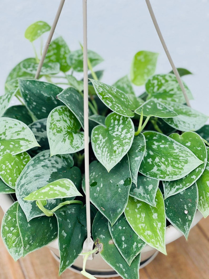 LIVE 8 Inch Hanging Basket Silver Satin Pictus, Scindapsus Pictus, Unique Houseplant, Velvety Leaves, Perfect Gift for Doctor/Wife