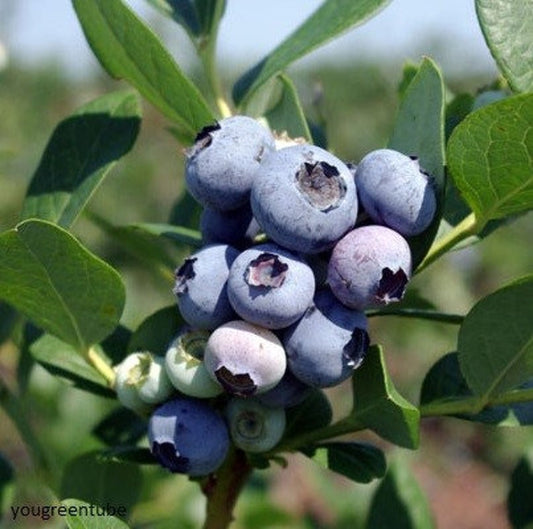 Windsor Blueberry Plant 4-6" Southern Highbush Vaccinium Pesticide-Free Non-GMO Live Starter Plant for Home Garden
