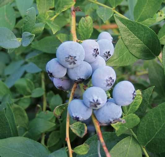 Biloxi Blueberry Live Starter Plant 4-6 Inch ‘Biloxi’ Vaccinium Corymbosum Pesticide Free Non-GMO Blueberry Plant