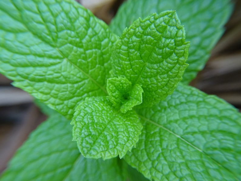 Organic Spearmint Plant - Live Starter Herb - Mentha spicata - 3.5" Pot - Aromatic Culinary Mint for Garden or Indoors