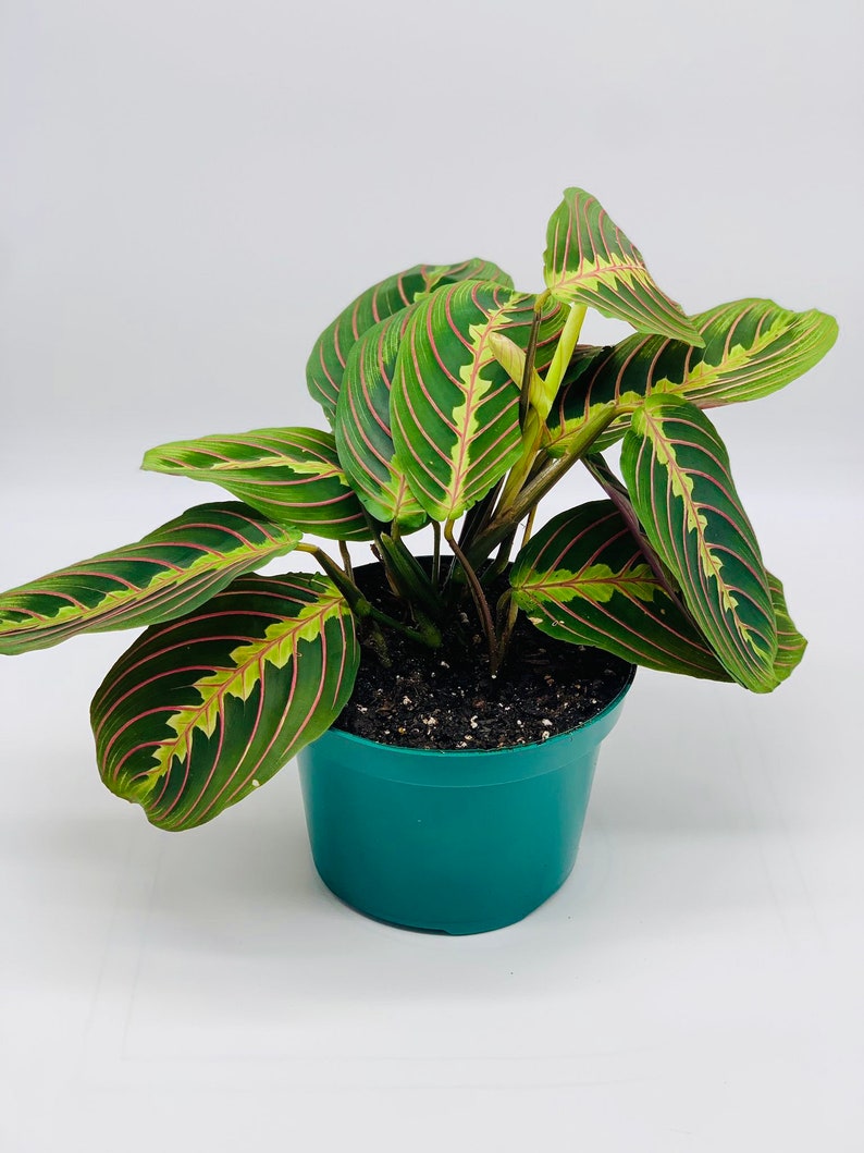 Live 6 Inch Red Maranta Prayer Plant - Herringbone Plant - Maranta leuconeura - Indoor Potted Houseplant for Gifts