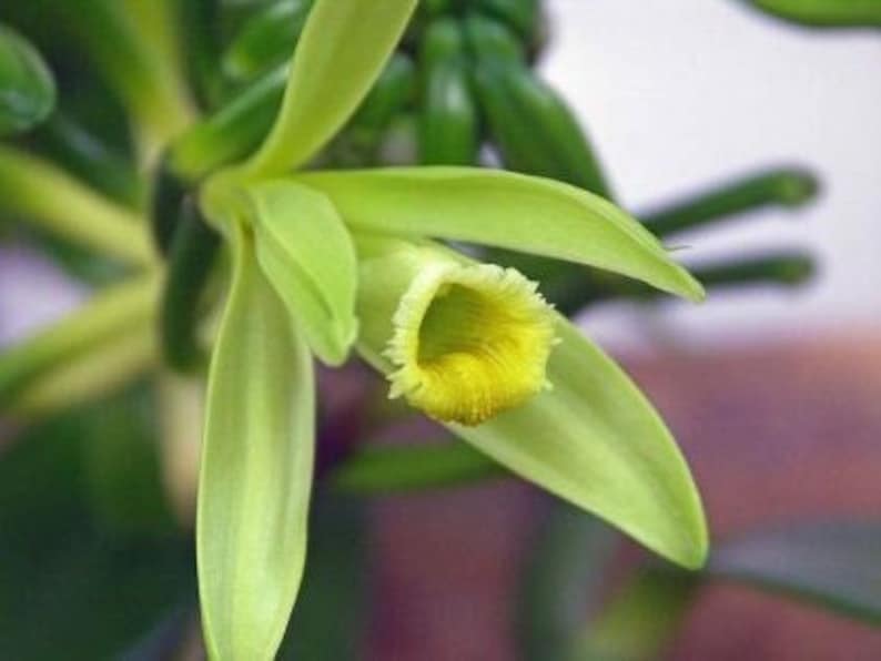 Live Vanilla Bean Vine Plant 3-5 Inches, Vanilla Planifolia, Pesticide Free, Non-GMO, Ideal for Home Gardening and Cooking