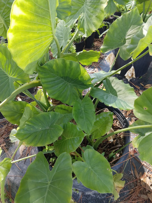 Alocasia Odora Elephant Ear Plant - 12-18" Tropical Houseplant - Arrowhead Leaves - Alocasia Colocasia