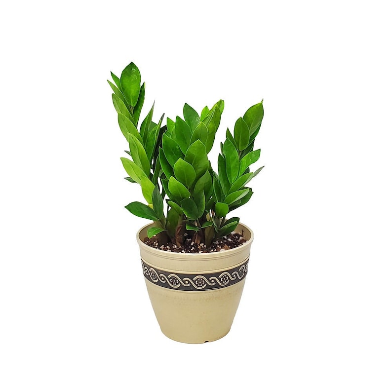 Resin Concrete Planter 8" Diameter Cast Concrete Indoor/Outdoor Pot - Lightweight Garden Planter - Corinthian Collection