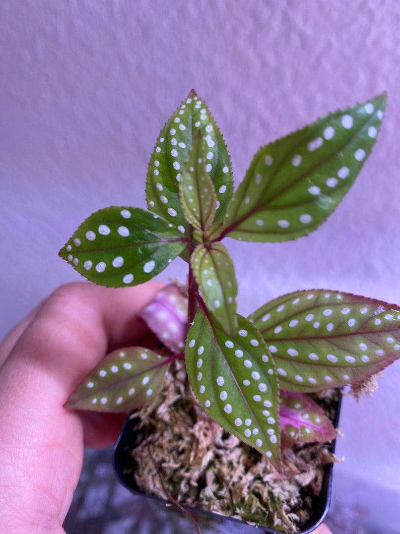 Sonerila Plant - White Spotted Variety - Fully Established Root System - Ideal Indoor Houseplant - Unique Foliage Pattern
