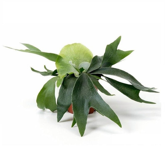 Staghorn Fern 4” Pot Birfurcatum Variety - Tropical Houseplant (Platycerium bifurcatum) - Unique Woodsy Decor Plant