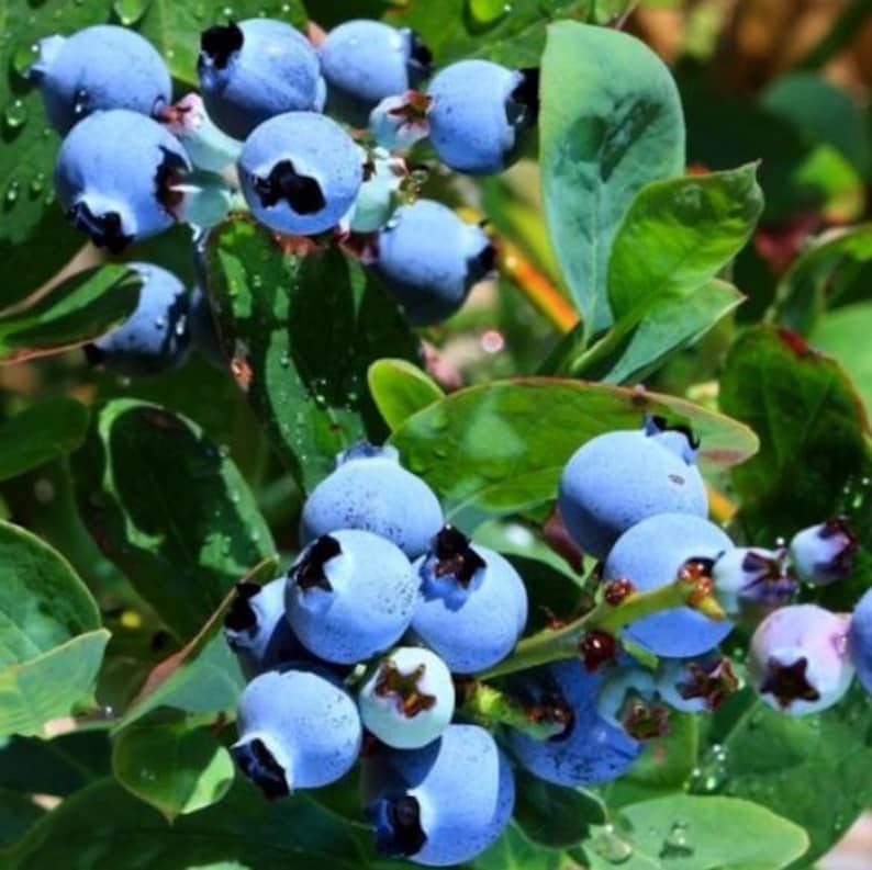 Top Hat Dwarf Blueberry Plant 4-6 Inch Vaccinium corymbosum Compact Shrub Non-GMO Pesticide Free