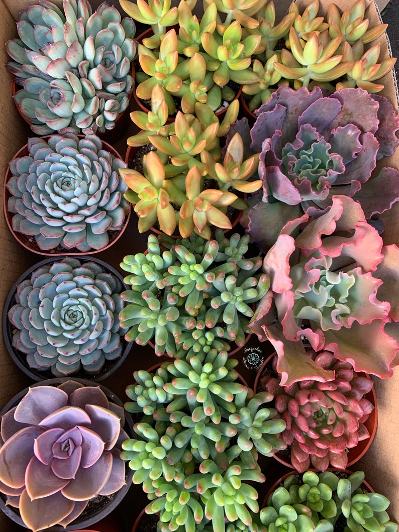 4” Assorted Succulents - Live Succulent Plants for Garden - Handpicked Variety - Perfect Gift