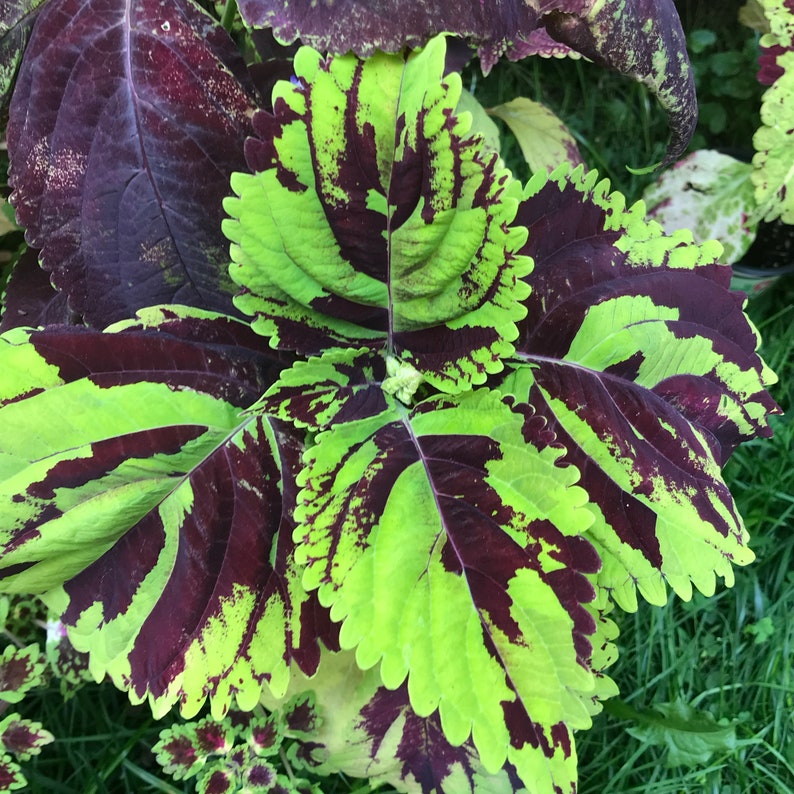 Coleus Seeds Packet - 15 Rare Kong Mosaic Variegated Seeds, Vibrant Ornamental Plant, Solenostemon scutellarioides