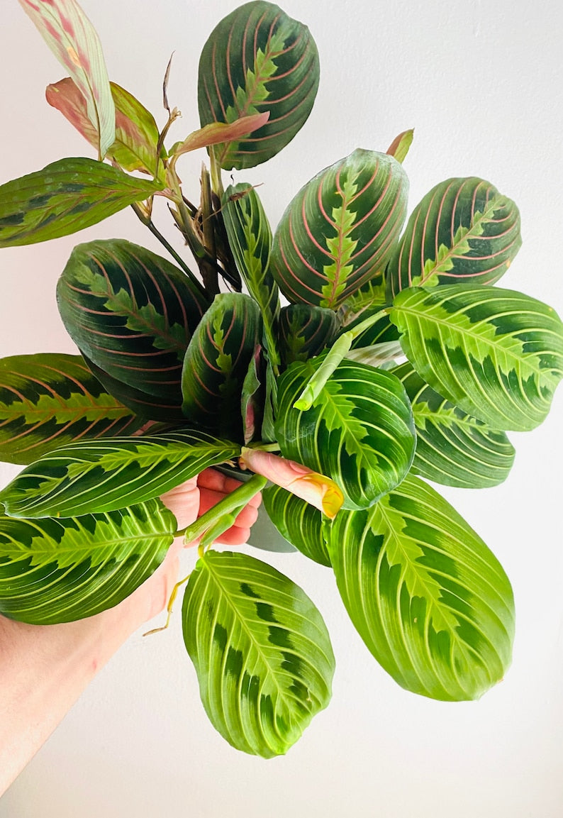 Christmas Prayer Plant - 6” Mixed Pot - Cherry Lime Maranta Leuconeura - Live Plant with Colorful Leaves