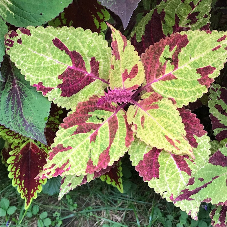 Coleus Seeds Packet - Fairway Mosaic, Vibrant Ornamental Plant, Non-GMO, Rare Coleus scutellarioides for Indoors & Outdoors