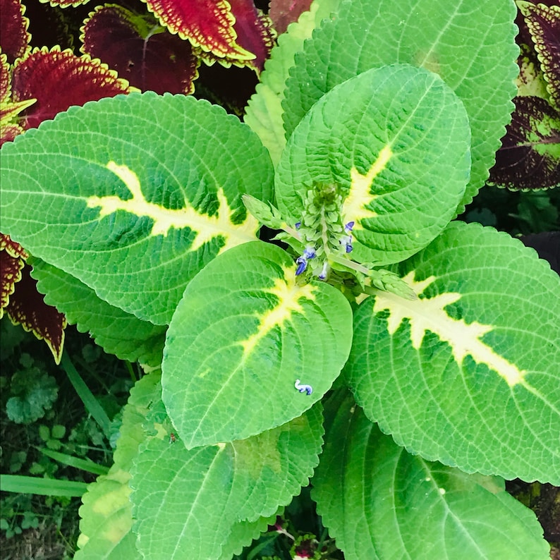 Coleus Seeds - 15 Pack Wizard Nephrite, Vibrant Ornamental Plant, Non-GMO, Rare Indoor/Outdoor Gardening - Solenostemon scutellarioides