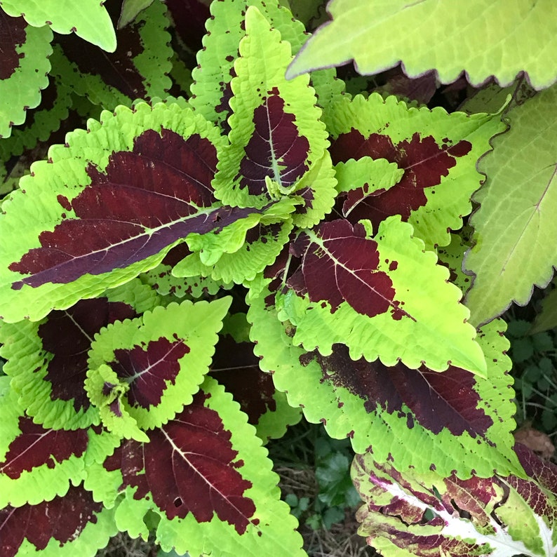 Coleus Seeds - 15 Pack - Kong Lime Sprite - Rare Ornamental Plant - Solenostemon scutellarioides - Vibrant Lime Green Leaves