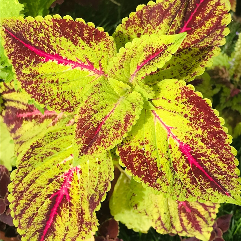 Coleus Seeds Packet - 15 Seeds Magenta Sunrise, Vibrant Ornamental Plant, Solenostemon scutellarioides, Rare Garden Gift