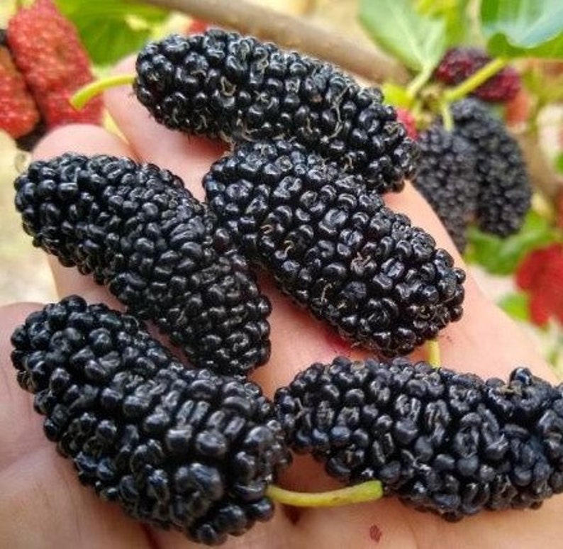 Dwarf Everbearing Mulberry Live Starter Plant 6-12 Inches Morus Nigra - Non-GMO, Pesticide-Free, Ideal for Container Gardening