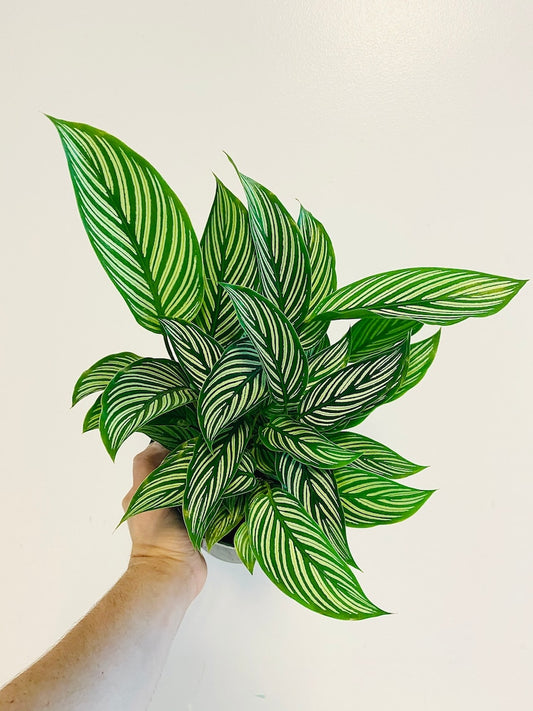 Calathea Vittata Plant - Brushstroke Houseplant - Tropical Beauty - Calathea lancifolia