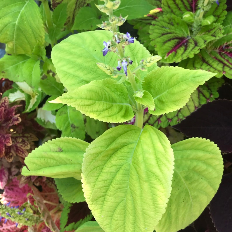 Coleus Seeds - 15 Rare Big Blonde Seeds, Vibrant Ornamental Plant, Non-GMO, Great for Indoors & Outdoors, Solenostemon Scutellarioides