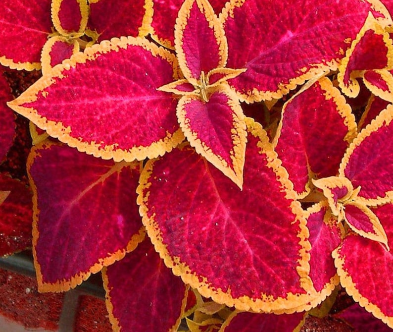 Coleus Seeds Packet - 15 Seeds Jazz Ruby - Colorful Ornamental Plant - Solenostemon scutellarioides - Rare Garden Gift