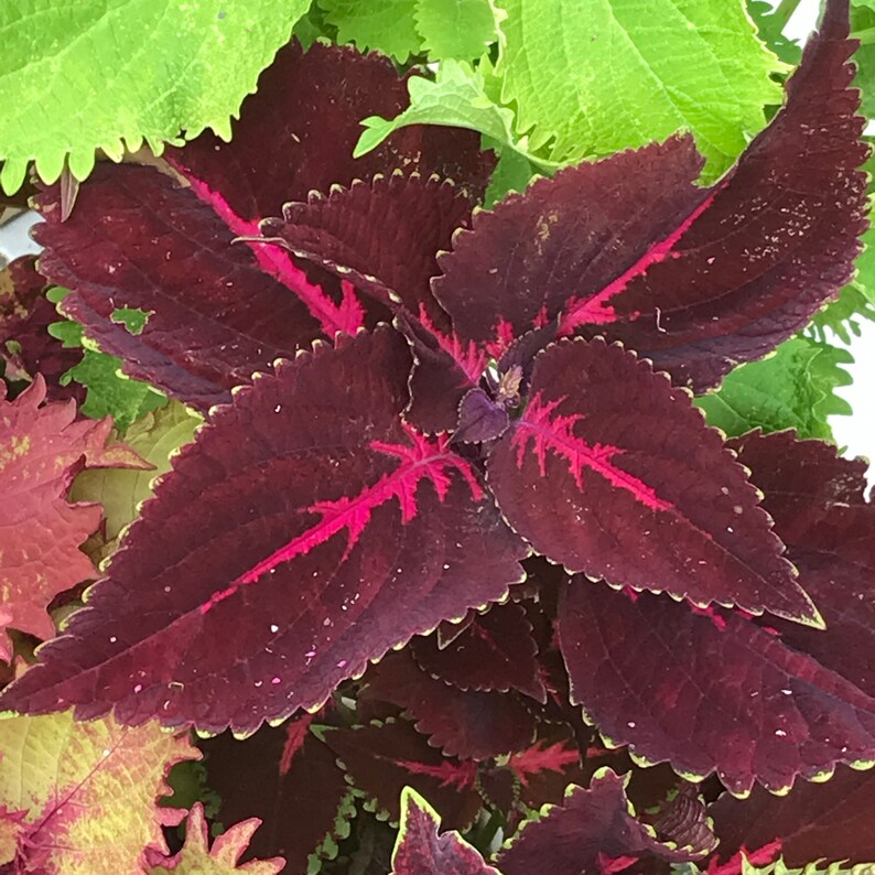 Coleus Seeds - 15 Pack Kingswood Torch, Vibrant Burgundy & Magenta Leaves, Rare Ornamental Plant - Solenostemon scutellarioides
