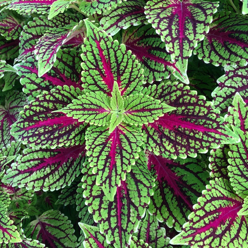 Coleus Live Starter Plant, 3-5” Dragon Heart, Vibrant Chartreuse & Burgundy Foliage, Solenostemon Scutellarioides, Indoor/Outdoor