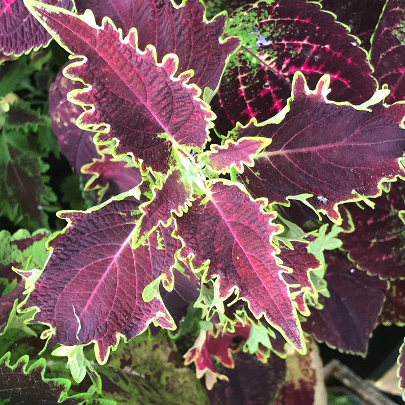 Coleus Live Starter Plant 3-4" Bright Ruffles Burgundy Chartreuse Solenostemon Scutellarioides, Ornamental Foliage for Indoors & Outdoors