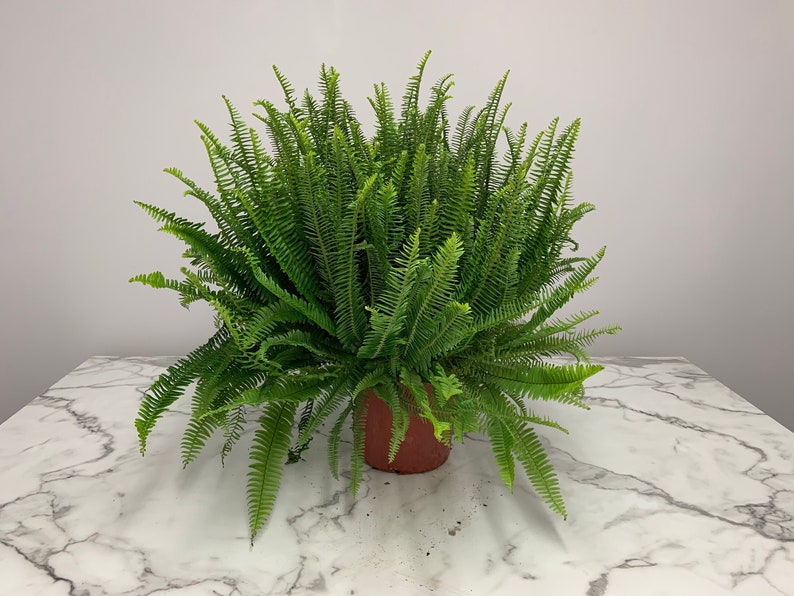 Live Kimberly Queen Fern Plant - Large Indoor Houseplant - Dark Green Fronds - Nephrolepis exaltata - 3 Gallon Pot